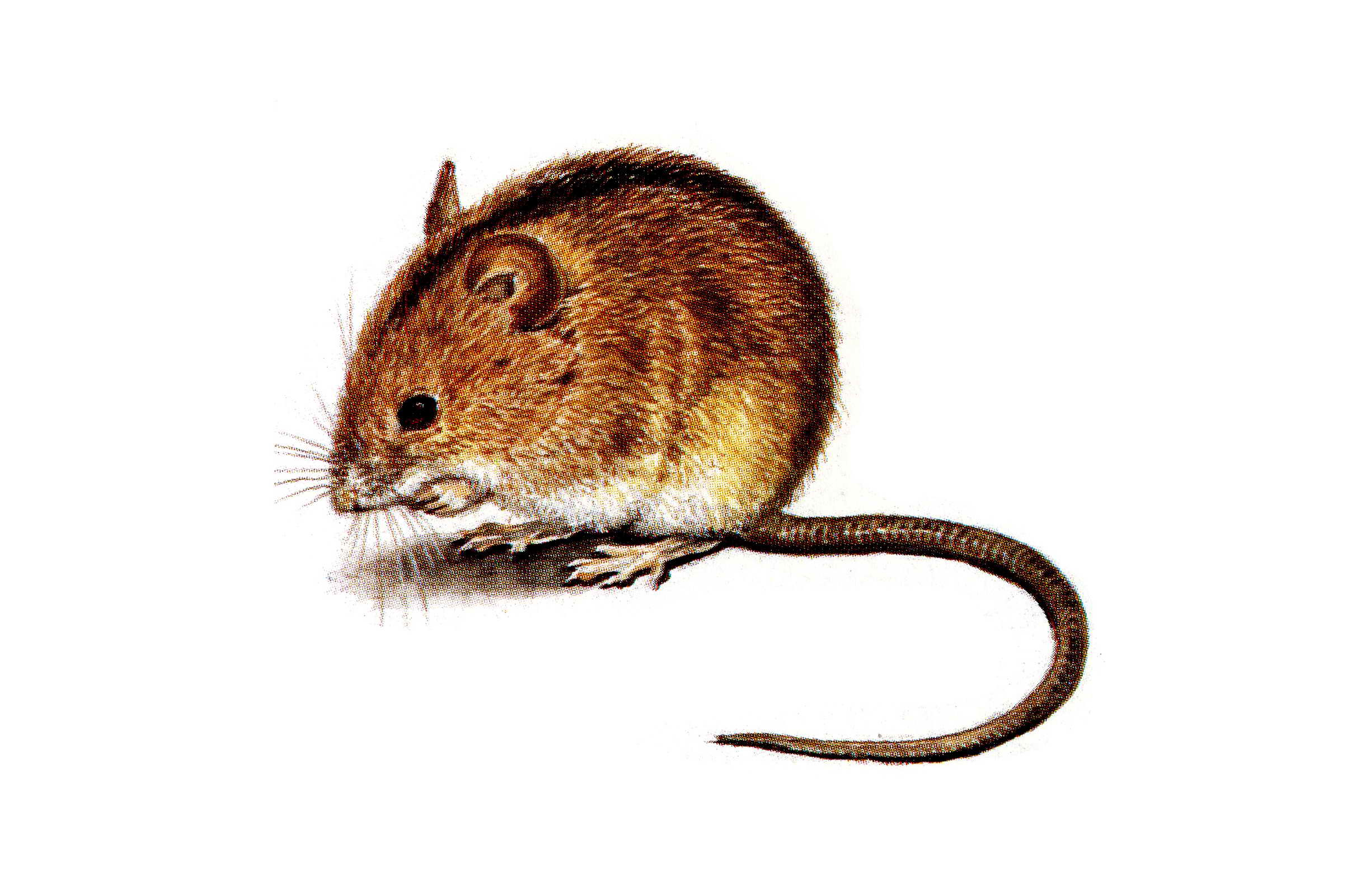 Медицинская зоология - Полевая мышь